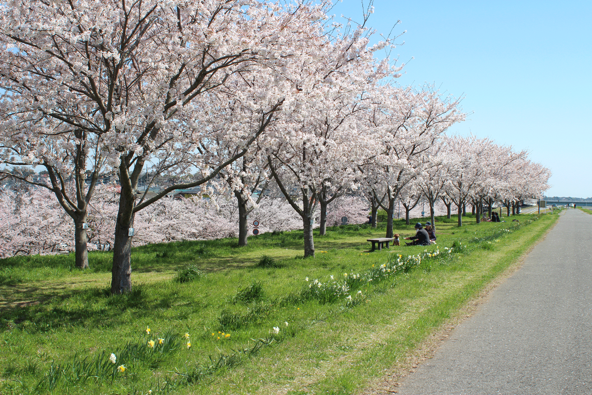 『『『『桜づつみＴＯＰ』の画像』の画像』の画像』の画像