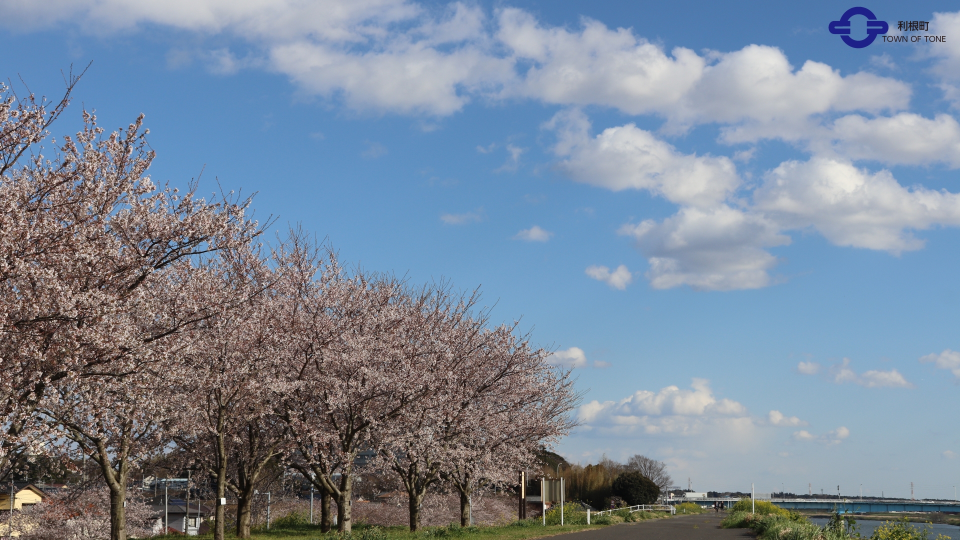 『桜と空』の画像