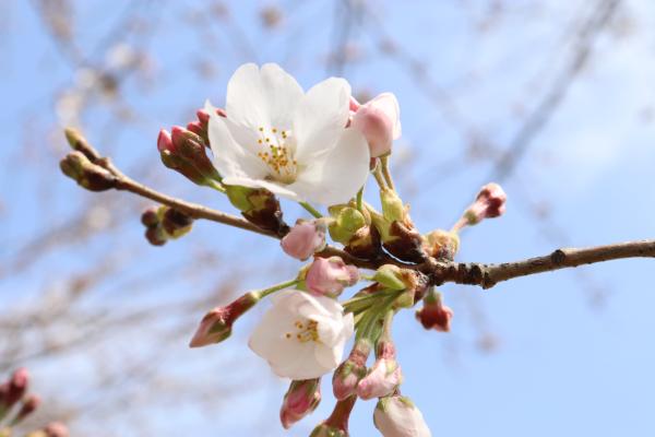 『2021.3.19桜づつみの桜(1)』の画像