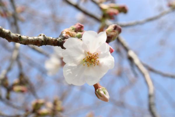 『2021.3.19桜づつみの桜(2)』の画像