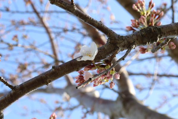 『2020桜づつみ開花情報１』の画像