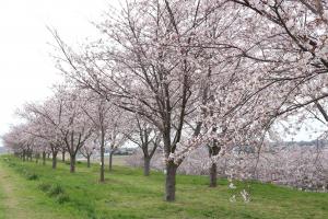 『桜づつみ６』の画像