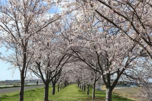 『桜づつみ2020.3.24.(1)』の画像