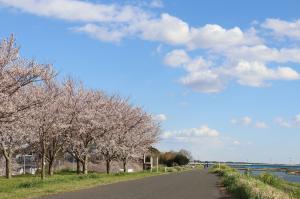 『桜づつみ2020.3.24(2)』の画像