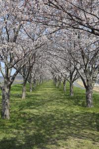 『桜づつみ2020.3.26(1)』の画像