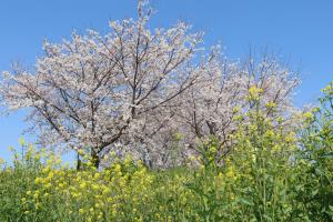 『桜づつみ2020.3.26(3)』の画像