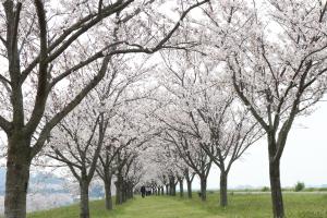 『2020.3.3.27桜づつみ(5)』の画像