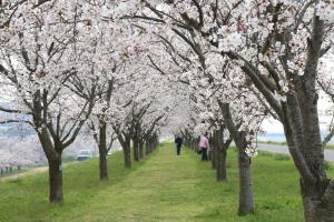 『2020.3.27桜づつみ(6)』の画像