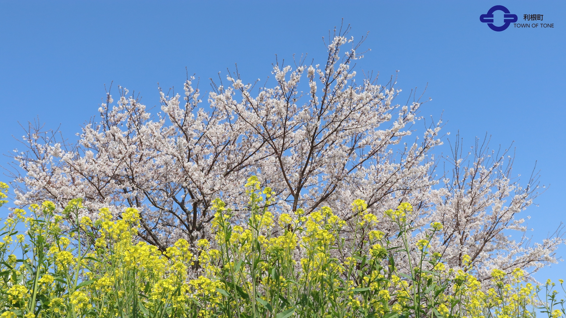 『桜菜の花(1)』の画像