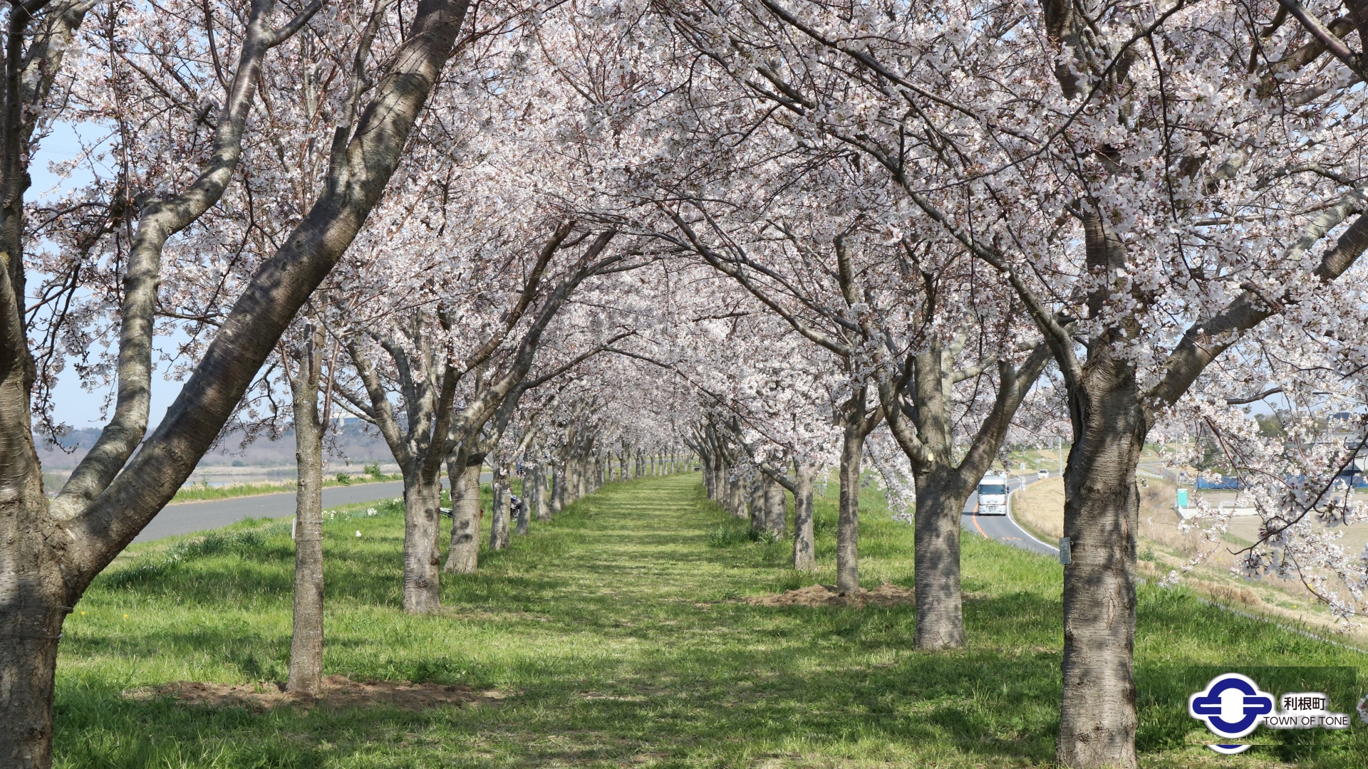 『桜のトンネル』の画像