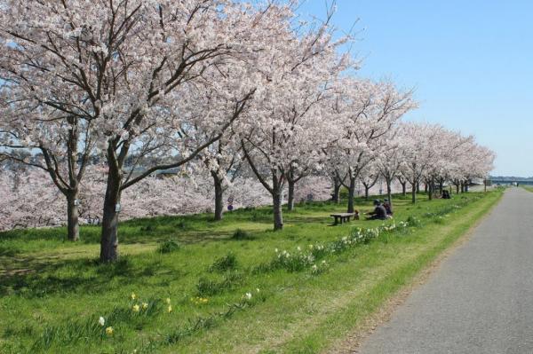 『桜づつみ（FCロケ地）』の画像