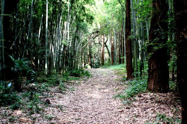 『鎌倉街道（FCロケ地）』の画像