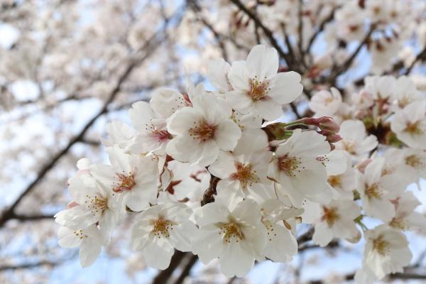 『桜（カルタ用）』の画像