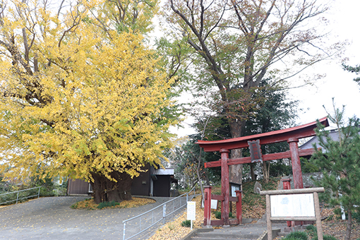 『こうもう神社大銀杏（カルタ用）』の画像