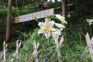 『大平野生植物園』の画像