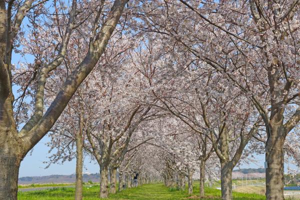 『2020年桜づつみ』の画像