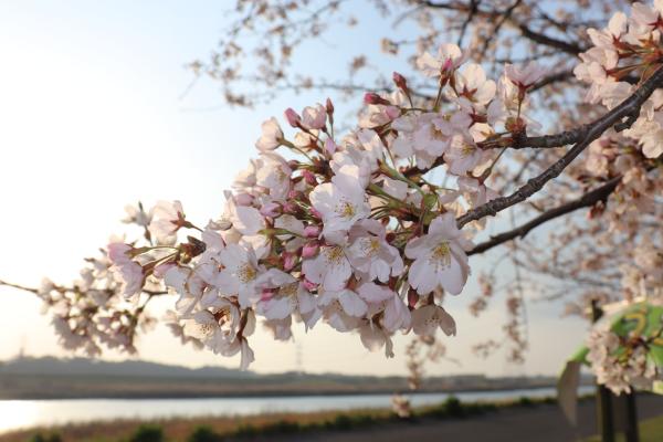 『R3.3.26桜づつみ(1)』の画像