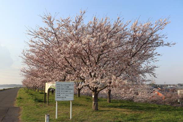 『R3.3.26桜づつみ(2)』の画像