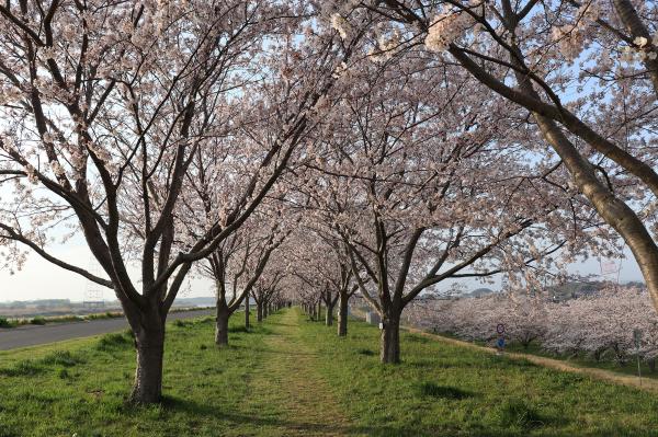 『R3.3.26桜づつみ(3)』の画像