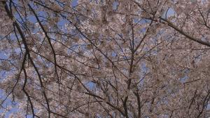 『20210329_桜_3』の画像