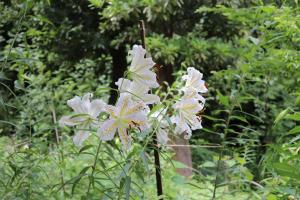 『大平植物園-1』の画像