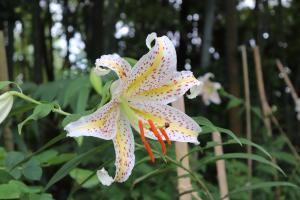 『大平植物園--4』の画像