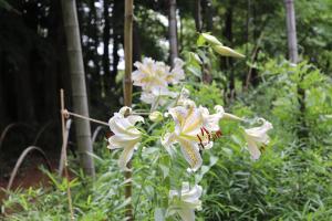 『大平植物園-5』の画像