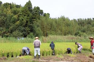 『稲刈り全体』の画像