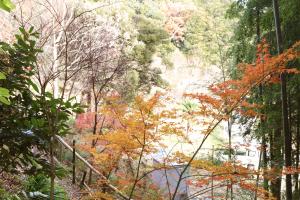 『大平植物園12』の画像