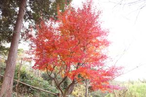 『大平植物園122』の画像