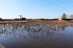 『親水公園冬5』の画像