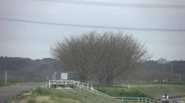 『桜づつみ20220318』の画像