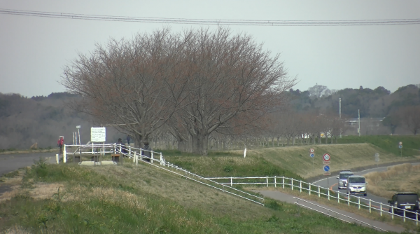 『20220323_桜づつみ』の画像