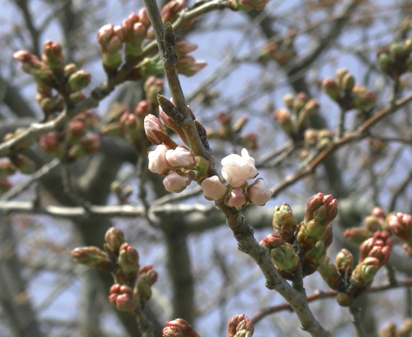 『桜づつみ20220325a』の画像