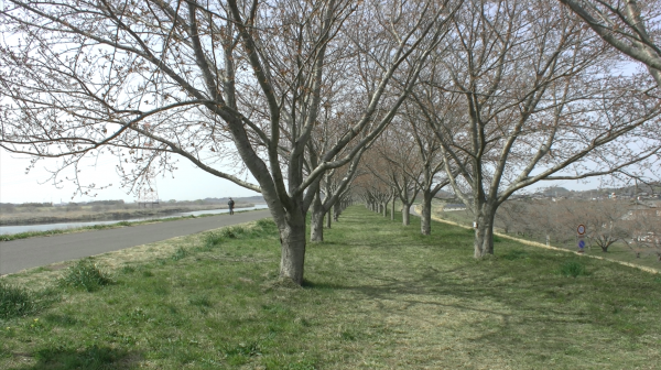 『桜づつみ20220325b』の画像