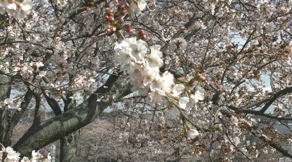 『桜づつみ20220328a』の画像