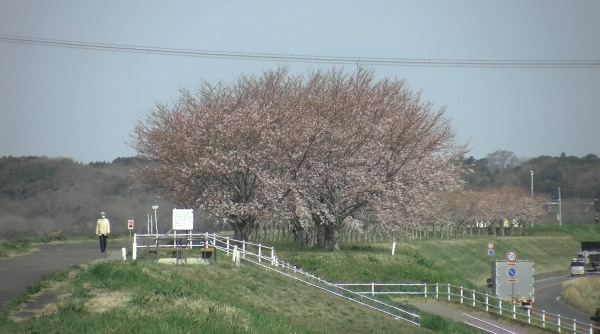 『桜づつみ20220328b』の画像