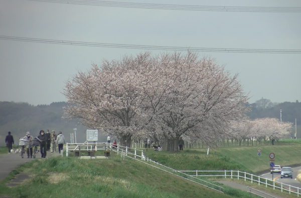 『桜づつみ20220330a』の画像