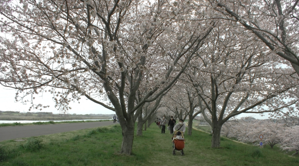 『桜づつみ20220330b』の画像