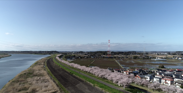 『桜づつみ20220405a』の画像