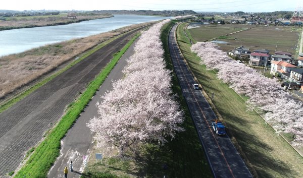 『桜づつみ20220405b』の画像