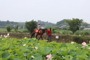 『ロータス乗馬』の画像