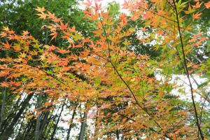 『紅葉２』の画像