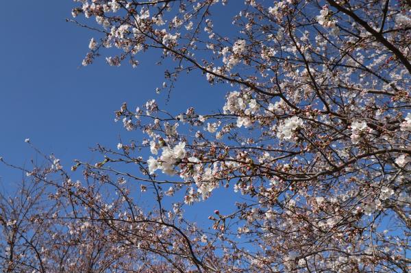 『2023桜づつみ2』の画像