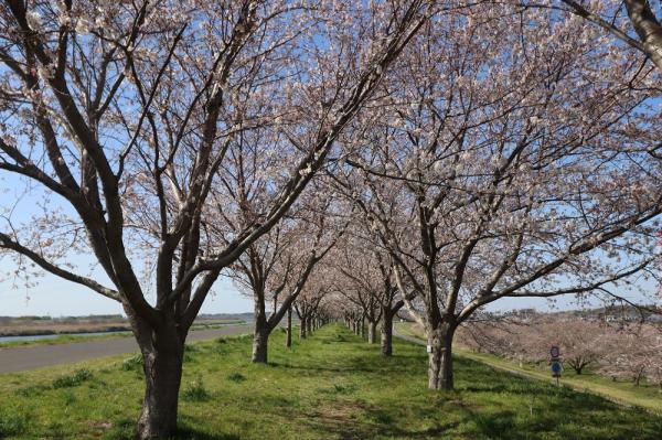 『2023桜づつみ3』の画像