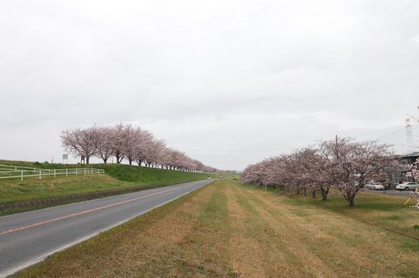 『2023桜づつみ4』の画像