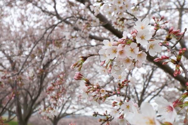 『2023桜づつみ5』の画像