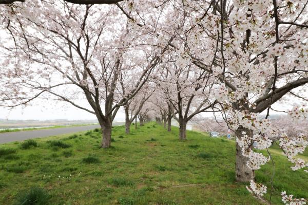 『2023桜づつみ6』の画像