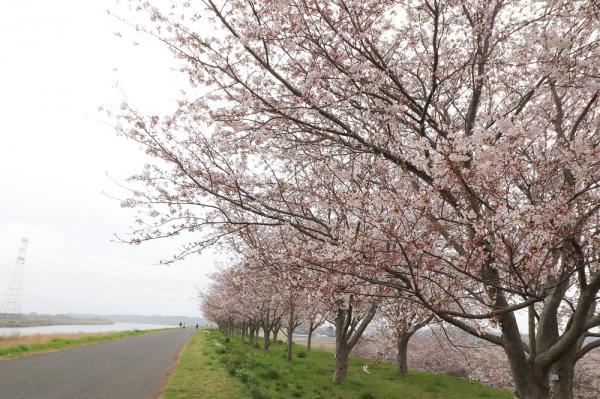 『2023桜づつみ7』の画像