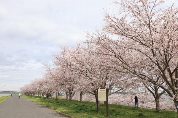 『2023桜づつみ8』の画像